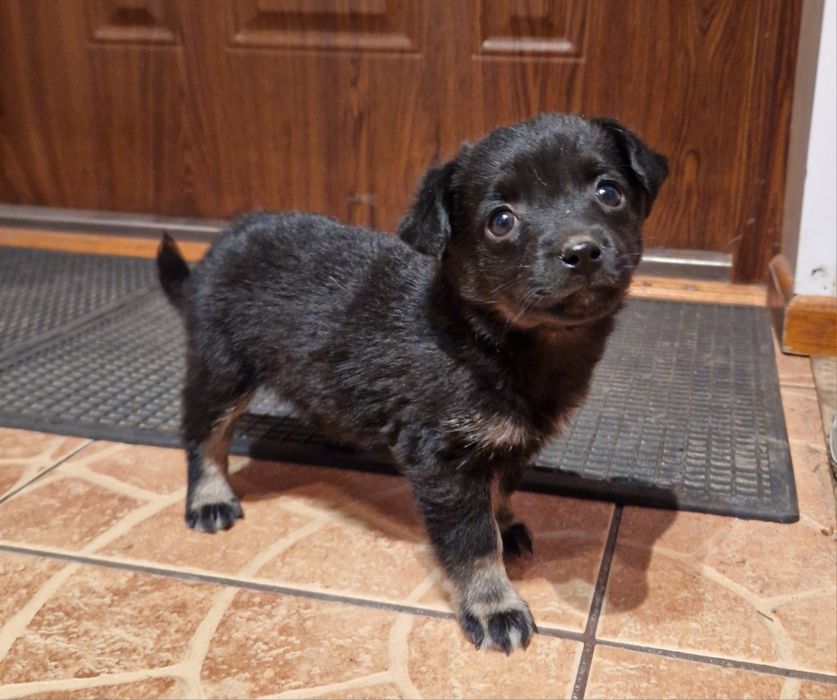 Oddam pieski za darmo