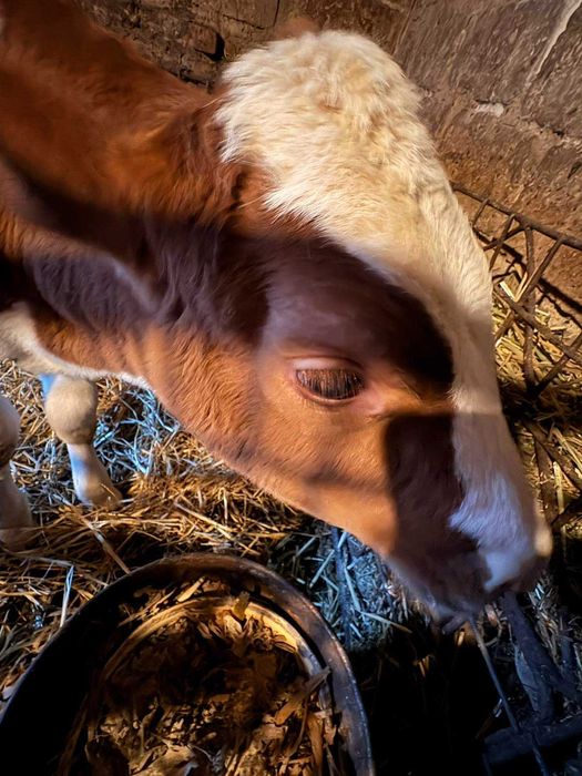 Продам теличку на корівку.