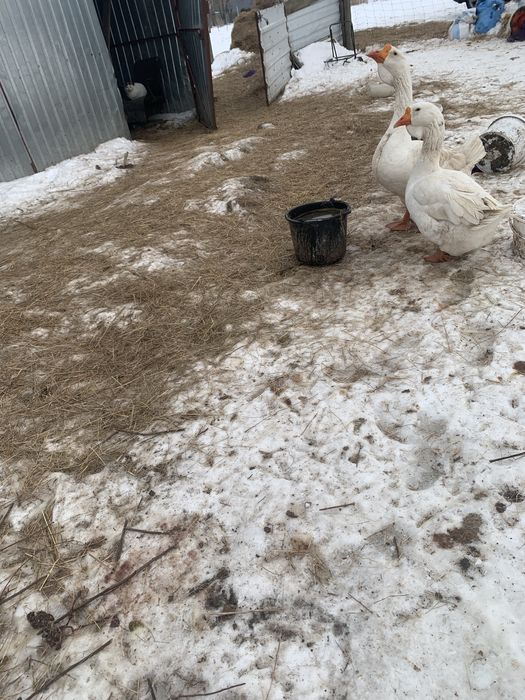 Sprzedam ladne gesi landes lub zamiana na indyki