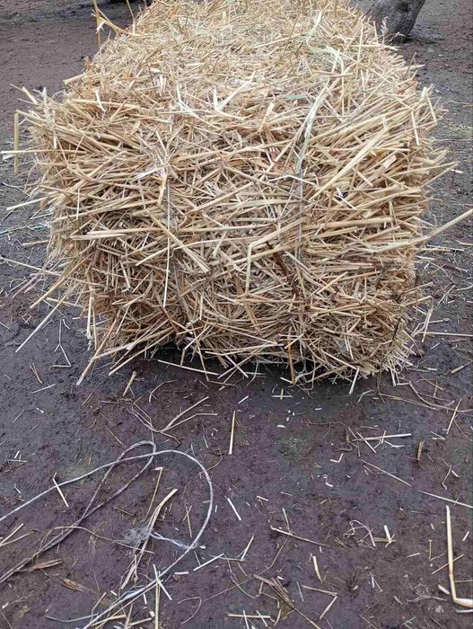 Продаю тюки соломи