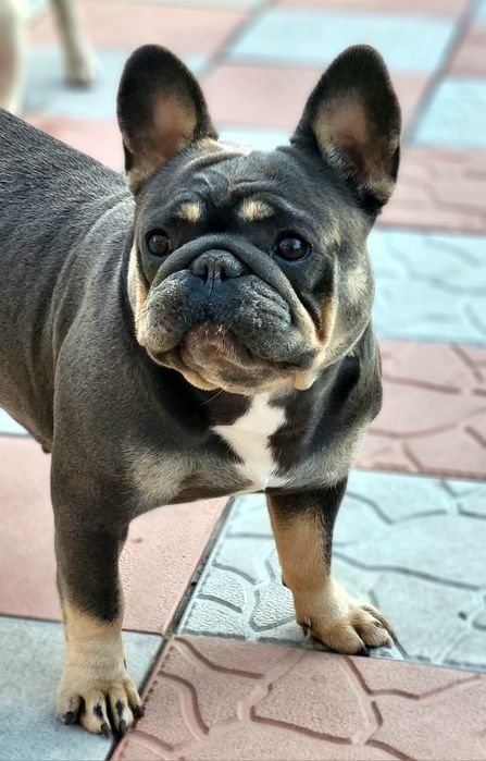 Французька бульдожка