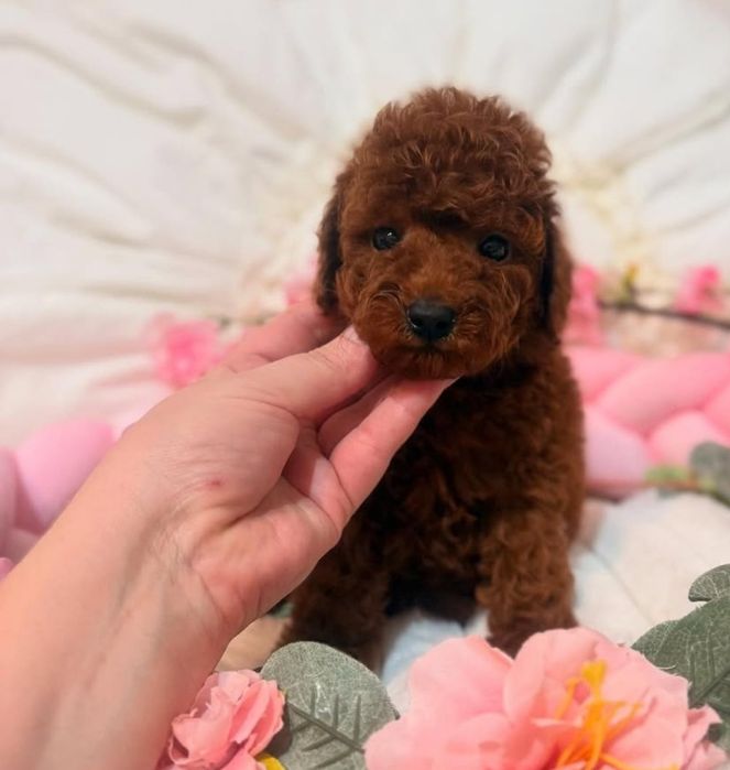 Супер красунічка той пудель ред браун