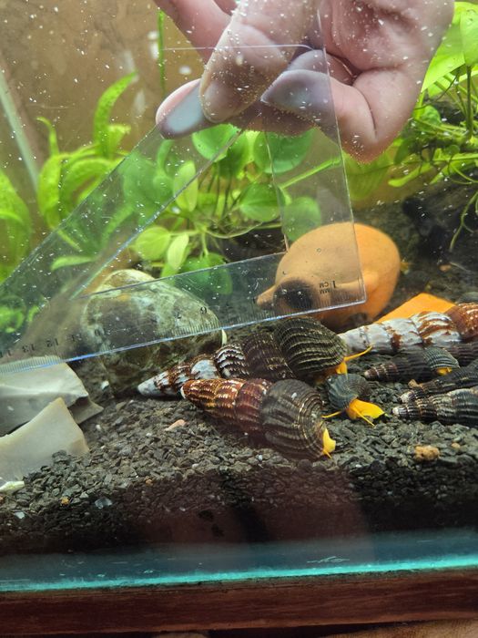 РОЗПРОДАЖ Равлик помаранчевий Тіломеланія Rabbit Snail