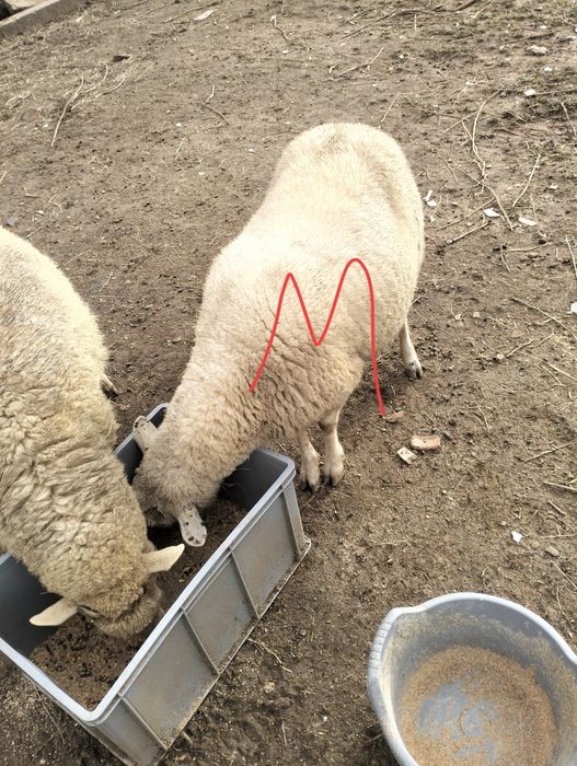Duas ovelhas pra venda possívelmente prenhas .RESERVADAS!!.
