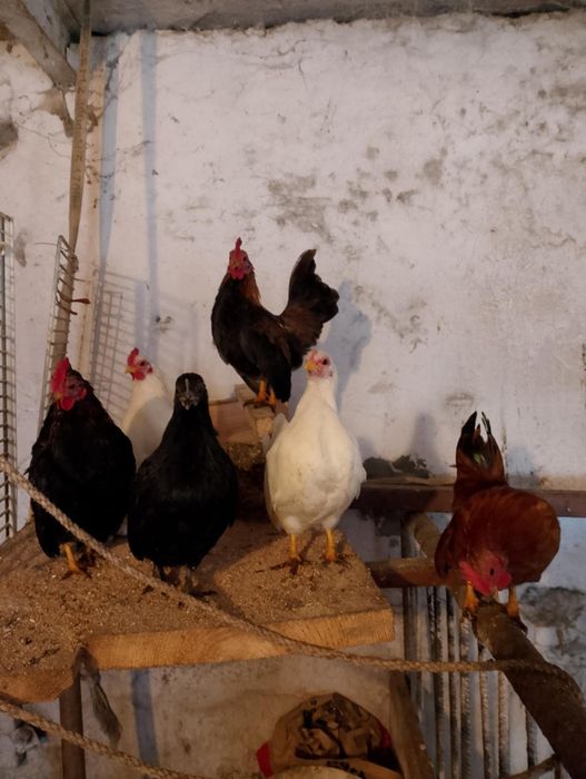 Koguty Serama,Seramy