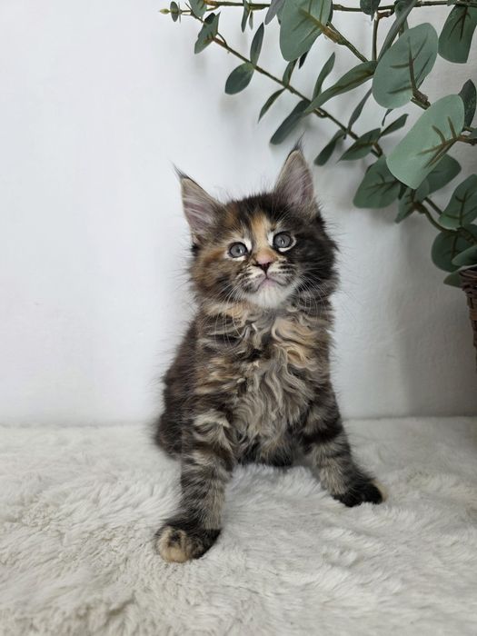 Camellia kotka Maine Coon szylkretowa rodowód FPL
