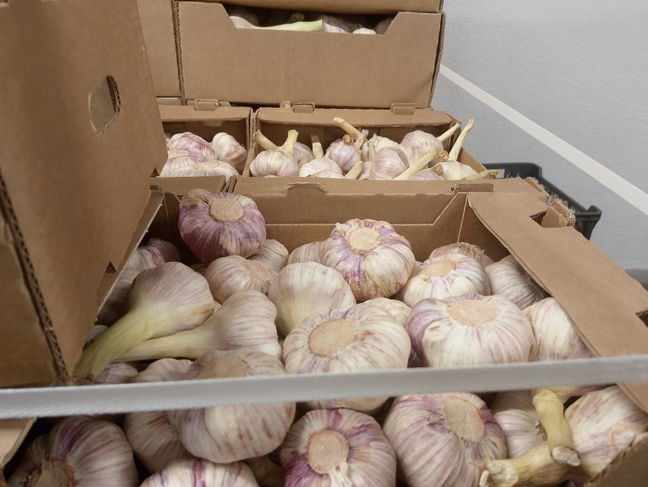Czosnek Harnaś 5-5,5 10zll /kg