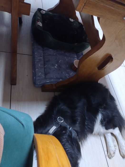 Hotel dla psów i kotów tresura