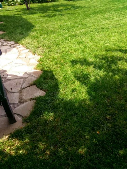 Рулонный и посевной газон,приемлемые цены