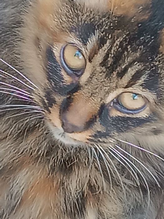 продам молодого сибирского кота