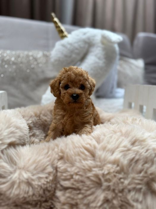 Малиш той пудель ред! Браун