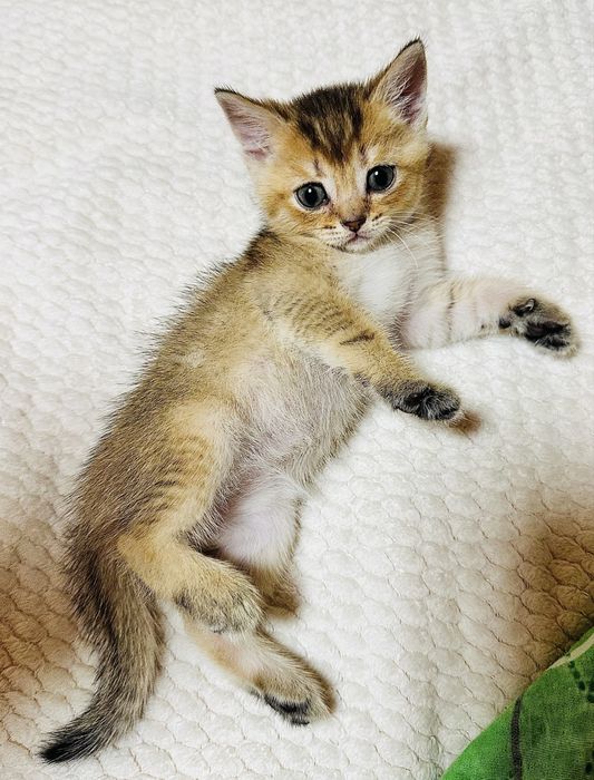 Шотландські кошенята , золота шиншила , хлопчик
