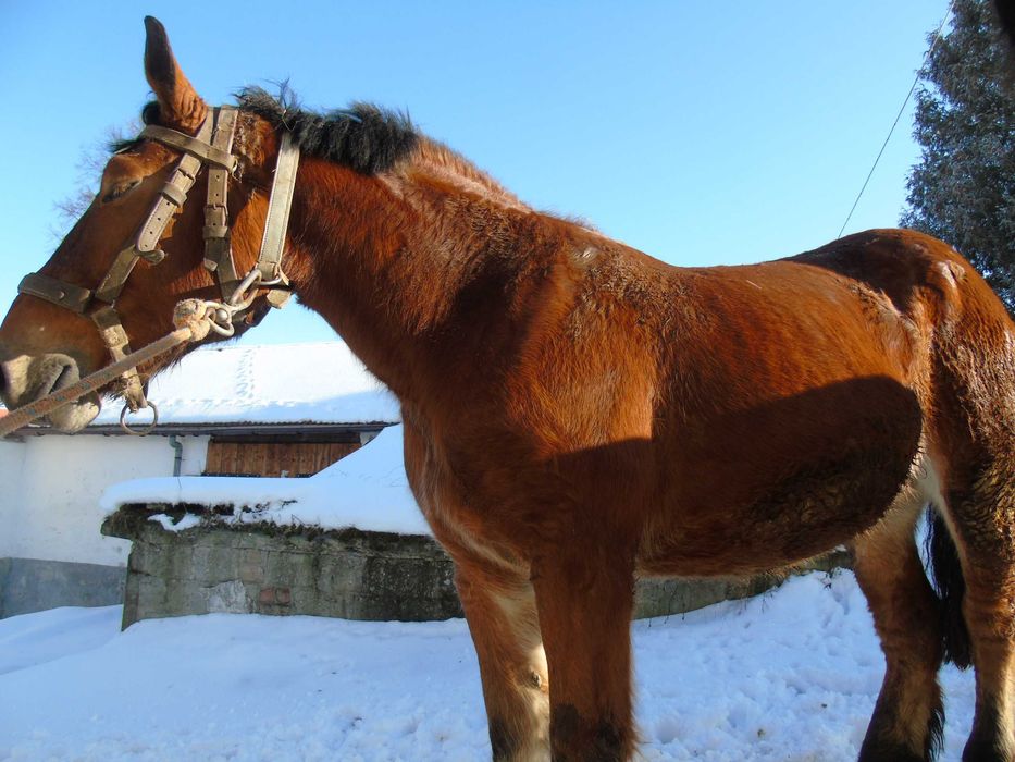 Sprzedam klacz rasy Koń Polski Zimnokrwisty.