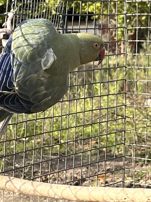 Ring Neck recessivo 2025