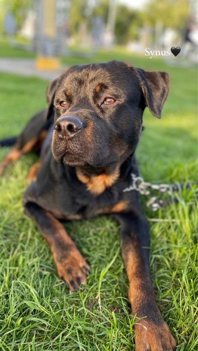 4-letni Rottweiler Bandi szuka nowego domu
