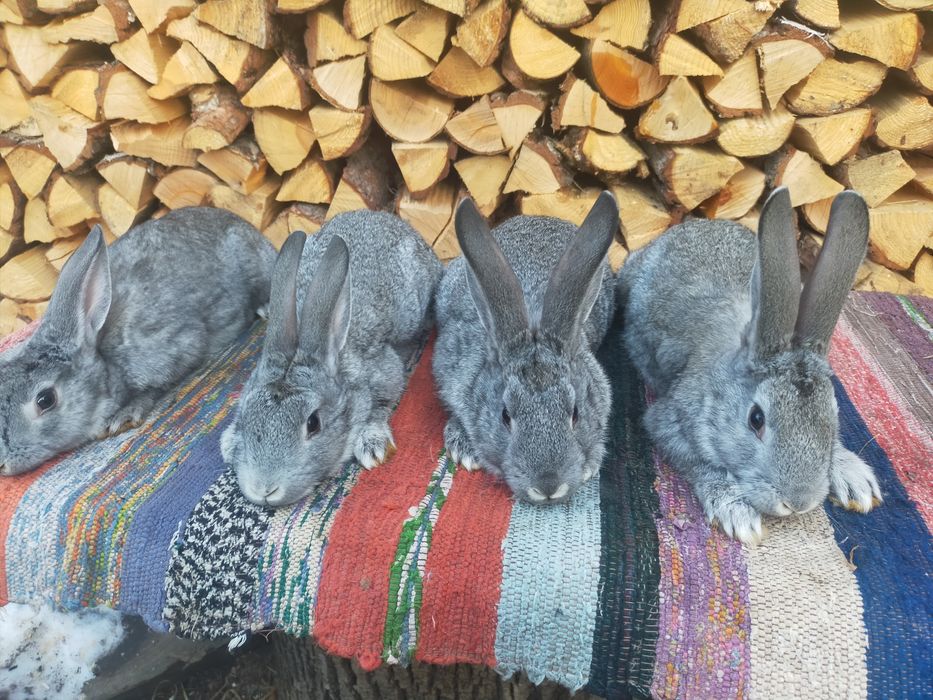 Кролі шиншила та строкачі