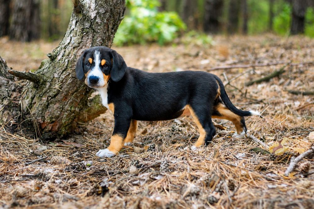 Ентлебухер Энтлебухер зенненхунд цуценята