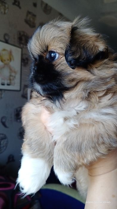 Девочка щенок пекинесик