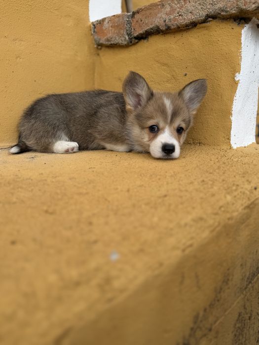 Corgi pembroke maravilha