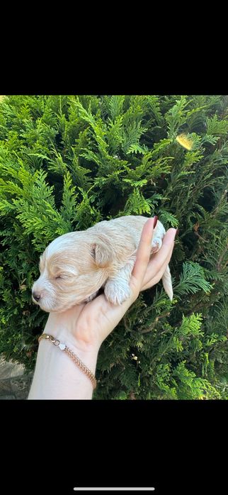 Дівчинка мальтіпу