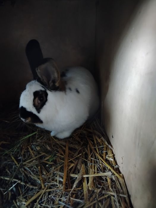 Królik Samiec okazja