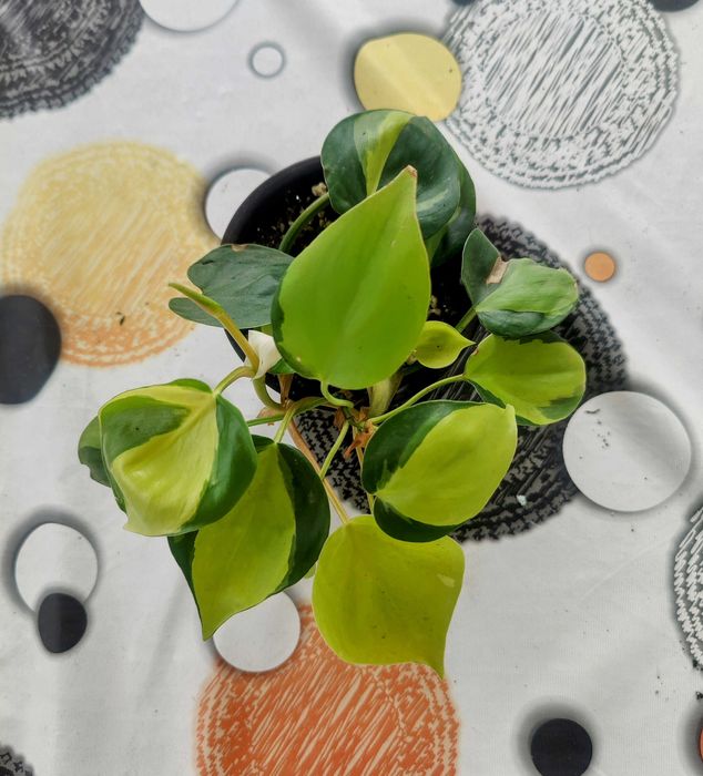 Muda Planta Philodendron Scandens Brasil