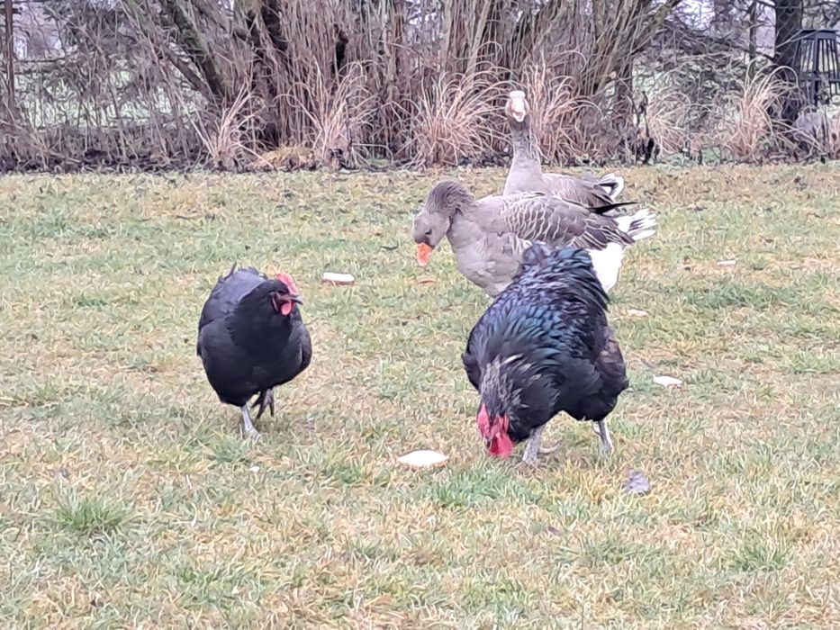 Kury australorp i zielononóżka,  Kogut australorp i mix A. x Wyandotte