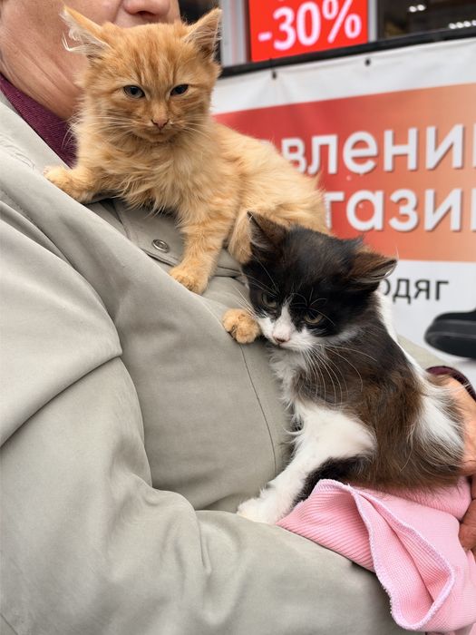 Кошенята в добрі руки