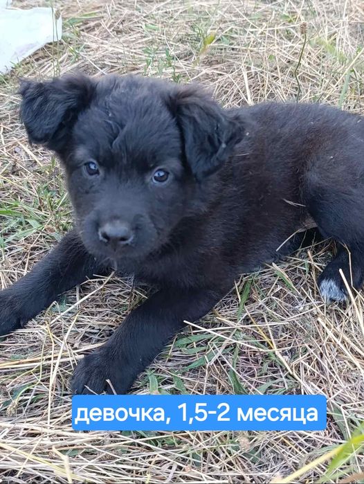 Ищем добрые ручки для щенков