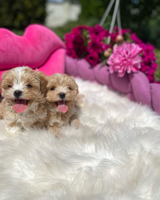 Наймиліші мальтипу