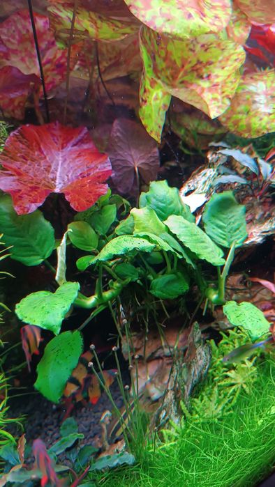 Rośliny do akwarium