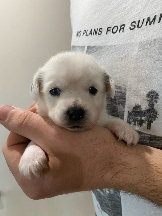 Jack Russell terrier szczeniaki