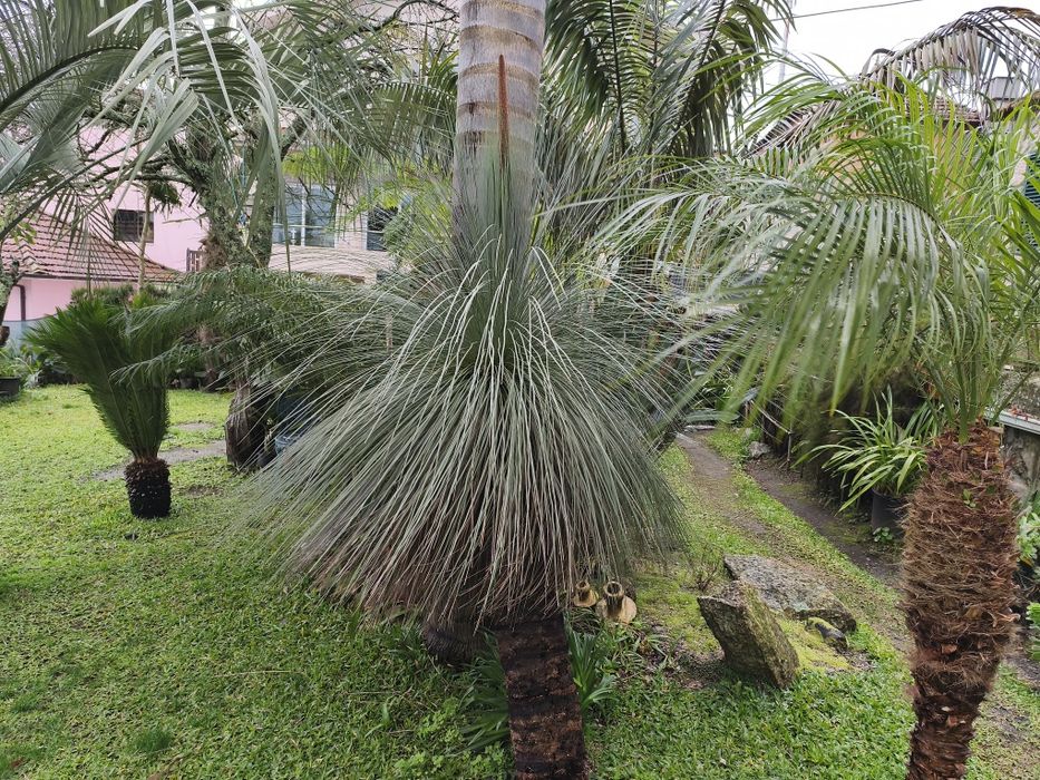 xantorrohea glauca
