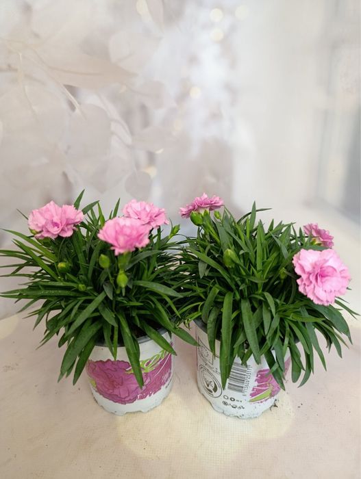 Гіпеаструм,каланхоє,діантус,ардізія,кислиця