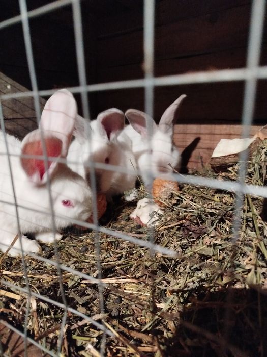 Продам дві кролички