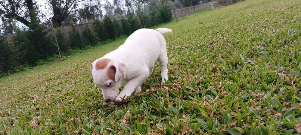 Jack Russell Terrier macho