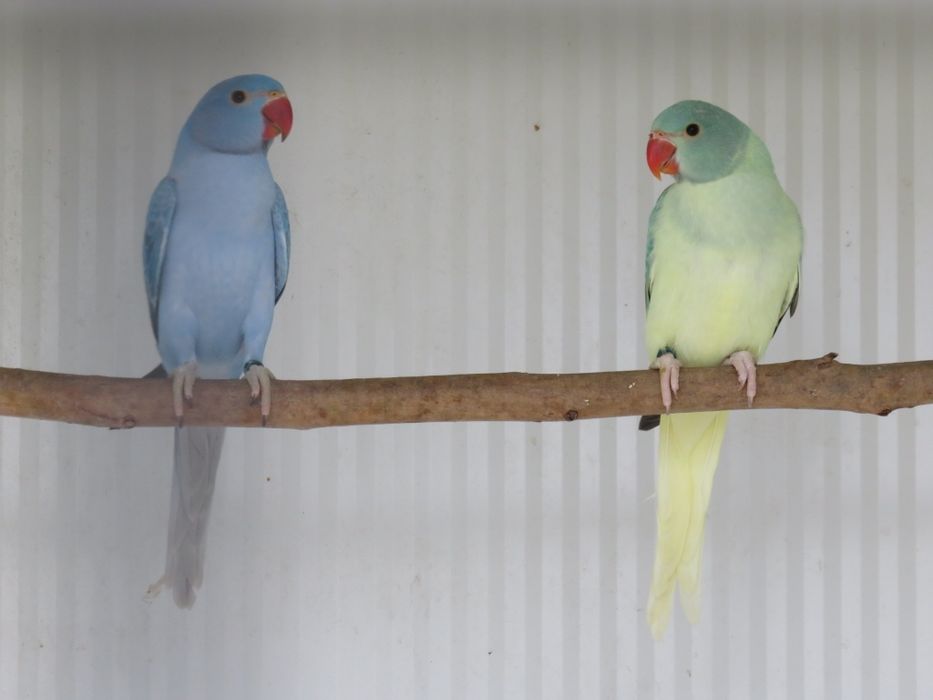 Casal Ring Necks