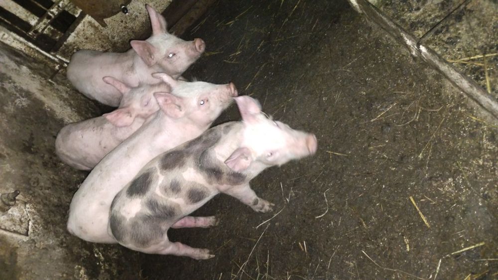 Продаються поросята