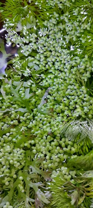 Sprzedam sadzonki roślin akwariowych