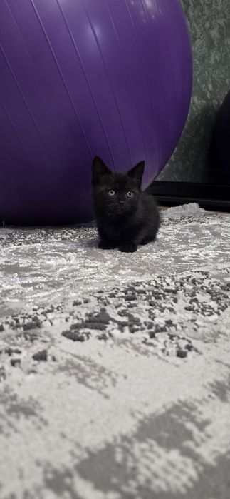 Британские котята