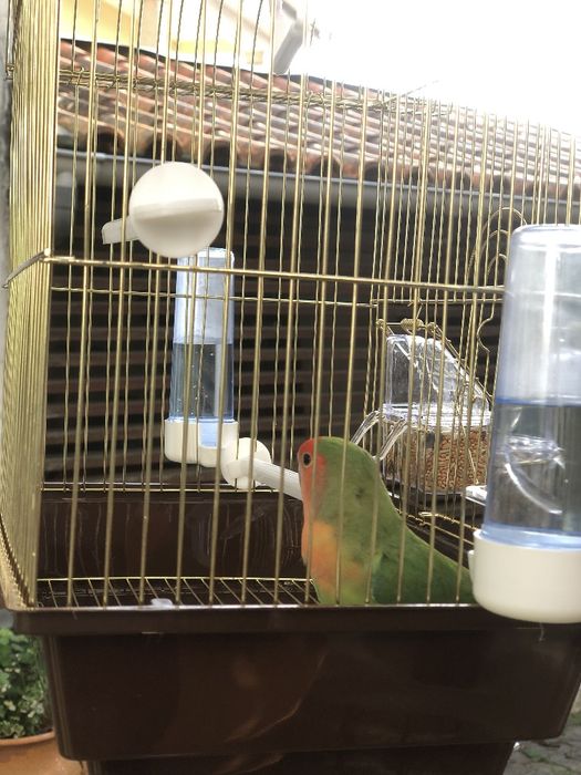 Vendo agapórnis rosileconis