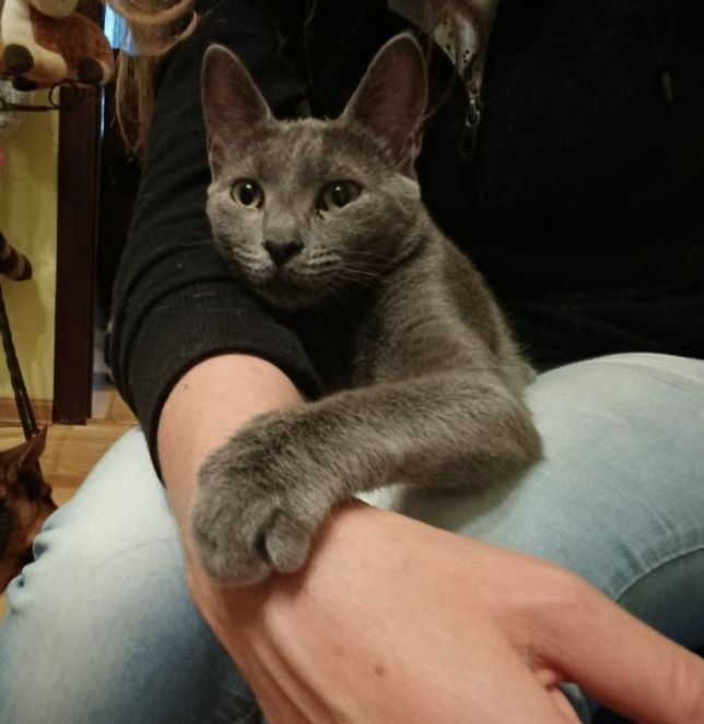 Кіт. Киця. Кошеня.