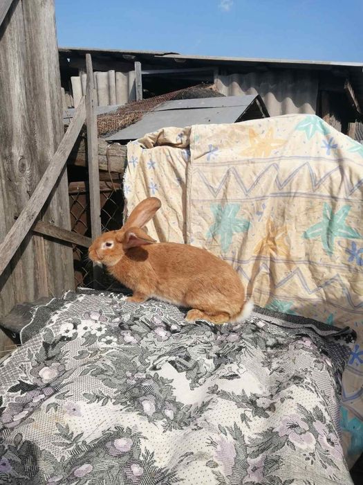 Домашние жывотные