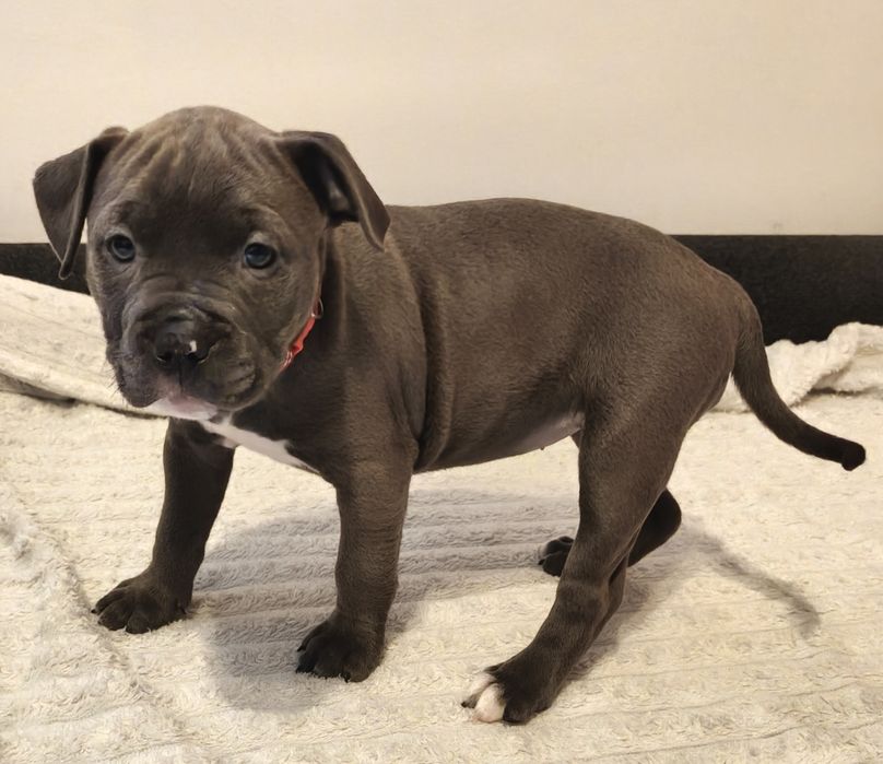 Amstaff Blue - suczka 4 - REZERWACJA