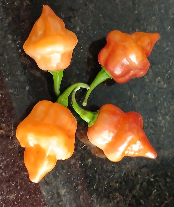 Sementes Pimentas Nucleares,OFERTA Portes Envio