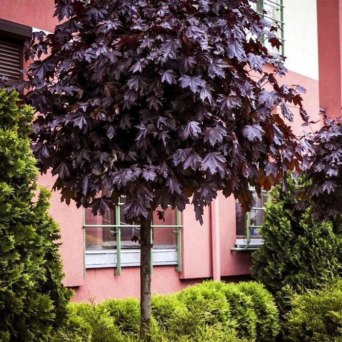 Саджанці клена на штамбі ОПТ–Роздріб / Саженцы клена на штамбе ОПТ