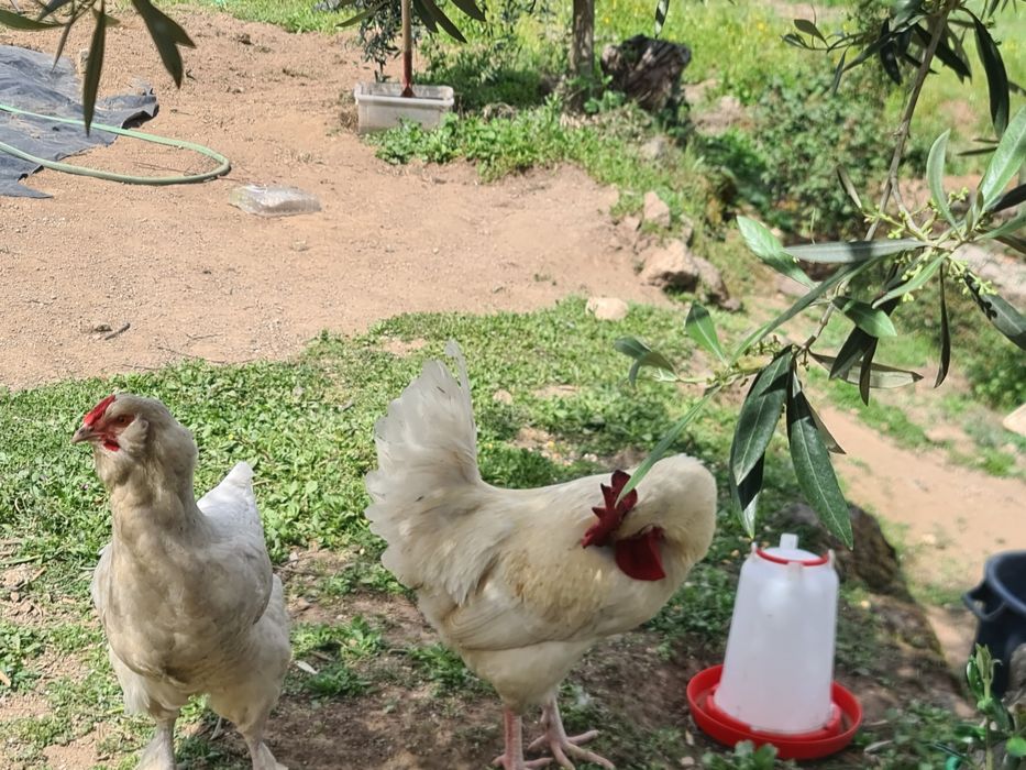 Galos  brancos para venda