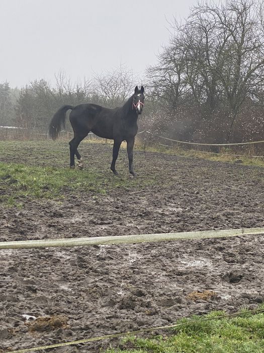 Ogier ogierek z kwietnia 2024