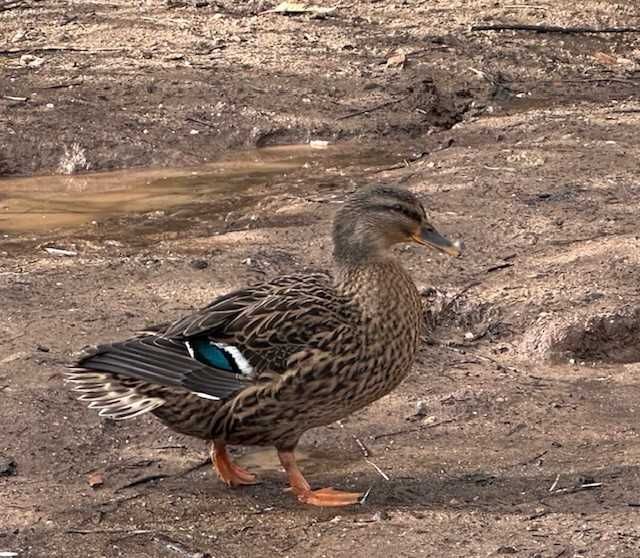 Patos reais / Khaki Campbell de 2025