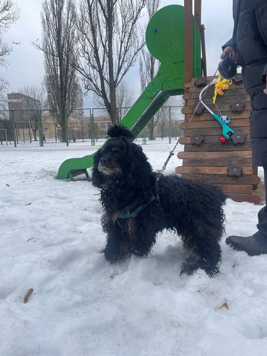 Кокер спаніель метіси